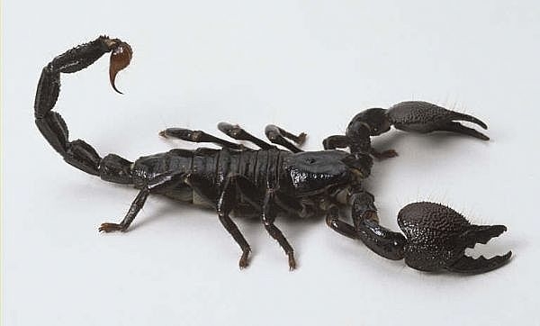 SCORPION